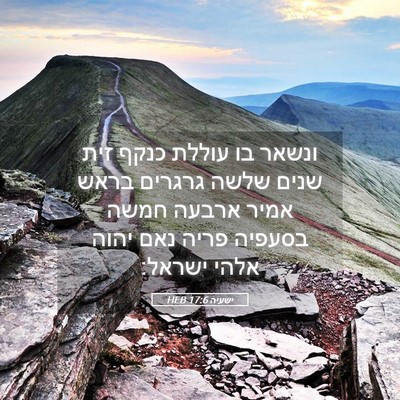 Picture 05 - ישעיה 17:6 HEB - ונשאר בו עוללת כנקף זית - Bible Verse Picture