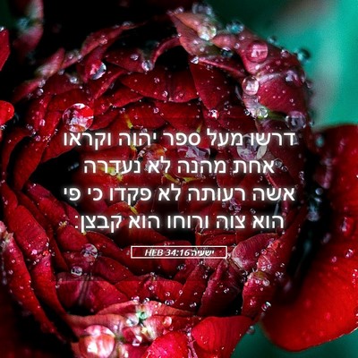 Picture 05 - ישעיה 34:16 HEB - דרשו מעל ספר יהוה וקראו אחת - Bible Verse Picture