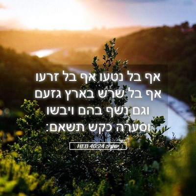 Picture 05 - ישעיה 40:24 HEB - אף בל נטעו אף בל זרעו אף בל - Bible Verse Picture