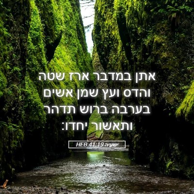 Picture 05 - ישעיה 41:19 HEB - אתן במדבר ארז שטה והדס ועץ - Bible Verse Picture