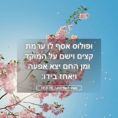 Picture 05 - מעשי השליחים 28:3 HEB - ופולוס אסף לו ערמת קצים - Bible Verse Picture