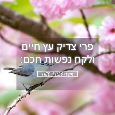 Picture 05 - משלי 11:30 HEB - פרי צדיק עץ חיים ולקח נפשות - Bible Verse Picture