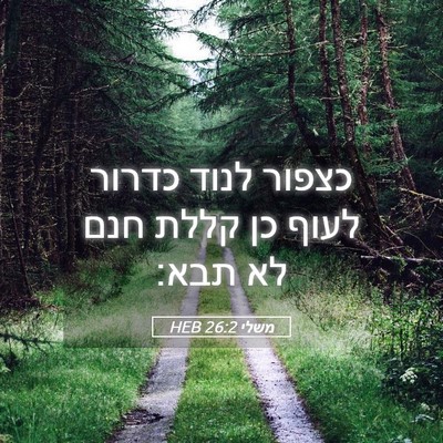 Picture 05 - משלי 26:2 HEB - כצפור לנוד כדרור לעוף כן - Bible Verse Picture