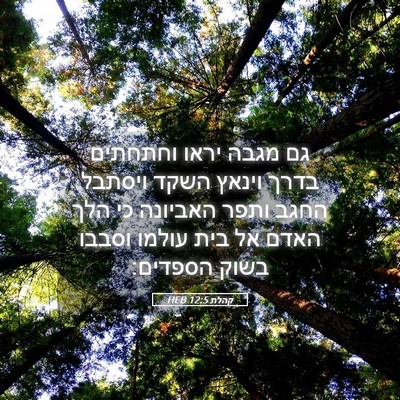 Picture 05 - קהלת 12:5 HEB - גם מגבה יראו וחתחתים בדרך - Bible Verse Picture