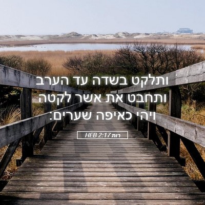 Picture 05 - רות 2:17 HEB - ותלקט בשדה עד הערב ותחבט את - Bible Verse Picture