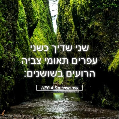 Picture 05 - שיר השירים 4:5 HEB - שני שדיך כשני עפרים תאומי - Bible Verse Picture
