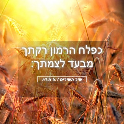 Picture 05 - שיר השירים 6:7 HEB - כפלח הרמון רקתך מבעד - Bible Verse Picture