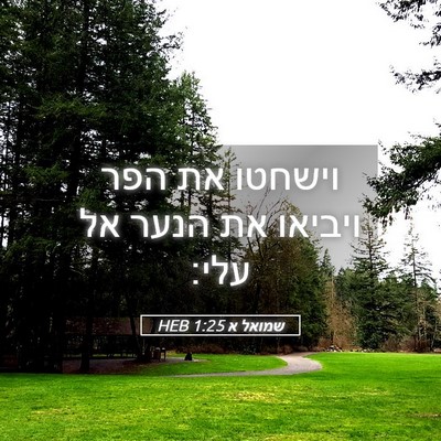 Picture 05 - שמואל א 1:25 HEB - וישחטו את הפר ויביאו את - Bible Verse Picture