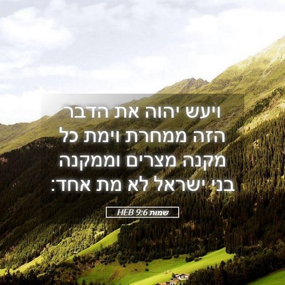Picture 05 - שמות 9:6 HEB - ויעש יהוה את הדבר הזה ממחרת - Bible Verse Picture