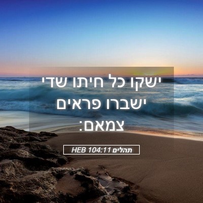 Picture 05 - תהלים 104:11 HEB - ישקו כל חיתו שדי ישברו - Bible Verse Picture