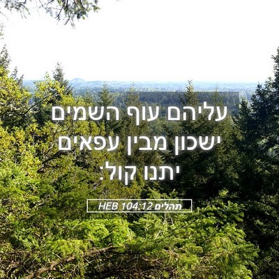 Picture 05 - תהלים 104:12 HEB - עליהם עוף השמים ישכון מבין - Bible Verse Picture