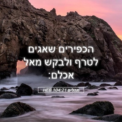 Picture 05 - תהלים 104:21 HEB - הכפירים שאגים לטרף ולבקש - Bible Verse Picture