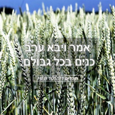 Picture 05 - תהלים 105:31 HEB - אמר ויבא ערב כנים בכל - Bible Verse Picture