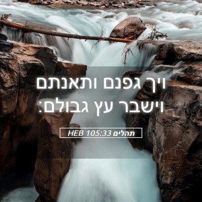 Picture 05 - תהלים 105:33 HEB - ויך גפנם ותאנתם וישבר עץ - Bible Verse Picture