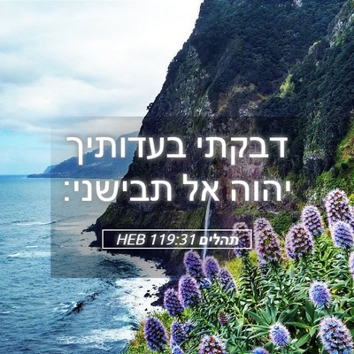 Picture 05 - תהלים 119:31 HEB - דבקתי בעדותיך יהוה אל - Bible Verse Picture