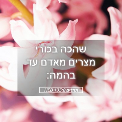 Picture 05 - תהלים 135:8 HEB - שהכה בכורי מצרים מאדם עד - Bible Verse Picture