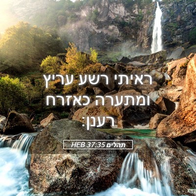 Picture 05 - תהלים 37:35 HEB - ראיתי רשע עריץ ומתערה - Bible Verse Picture
