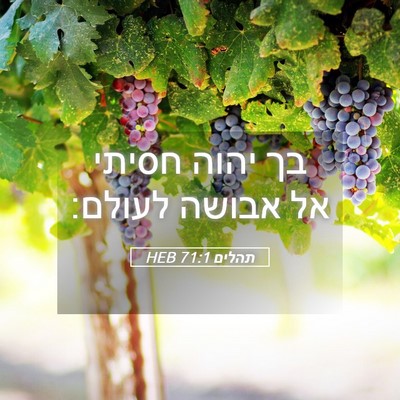 Picture 05 - תהלים 71:1 HEB - בך יהוה חסיתי אל אבושה - Bible Verse Picture