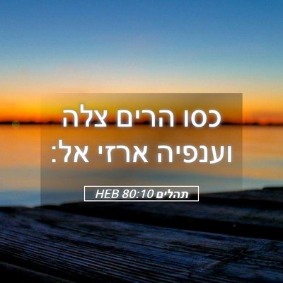 Picture 05 - תהלים 80:10 HEB - כסו הרים צלה וענפיה ארזי - Bible Verse Picture