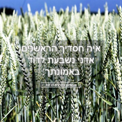 Picture 05 - תהלים 89:49 HEB - איה חסדיך הראשנים אדני - Bible Verse Picture