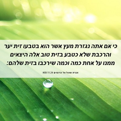 Picture 06 - אגרת שאול אל הרומים 11:24 HEB - כי אם אתה נגזרת מעץ אשר הוא - Bible Verse Picture