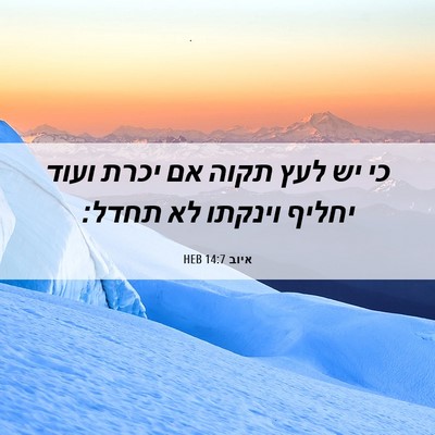 Picture 06 - איוב 14:7 HEB - כי יש לעץ תקוה אם יכרת ועוד - Bible Verse Picture