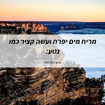Picture 06 - איוב 14:9 HEB - מריח מים יפרח ועשה קציר כמו - Bible Verse Picture