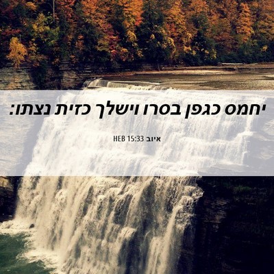 Picture 06 - איוב 15:33 HEB - יחמס כגפן בסרו וישלך כזית - Bible Verse Picture