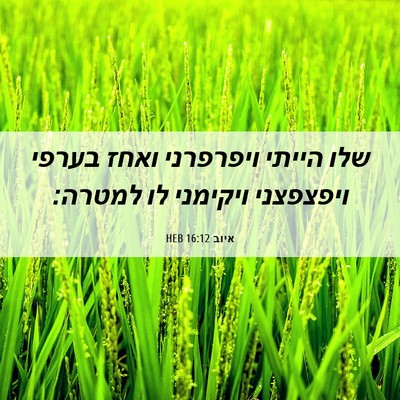 Picture 06 - איוב 16:12 HEB - שלו הייתי ויפרפרני ואחז - Bible Verse Picture