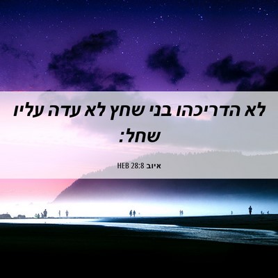 Picture 06 - איוב 28:8 HEB - לא הדריכהו בני שחץ לא עדה - Bible Verse Picture