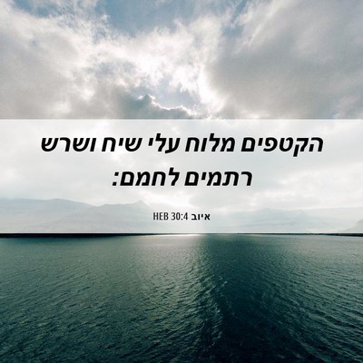 Picture 06 - איוב 30:4 HEB - הקטפים מלוח עלי שיח ושרש - Bible Verse Picture