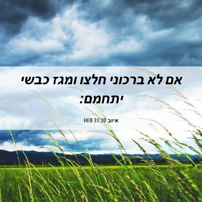 Picture 06 - איוב 31:20 HEB - אם לא ברכוני חלצו ומגז כבשי - Bible Verse Picture
