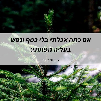 Picture 06 - איוב 31:39 HEB - אם כחה אכלתי בלי כסף ונפש - Bible Verse Picture