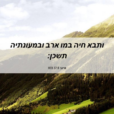 Picture 06 - איוב 37:8 HEB - ותבא חיה במו ארב ובמעונתיה - Bible Verse Picture