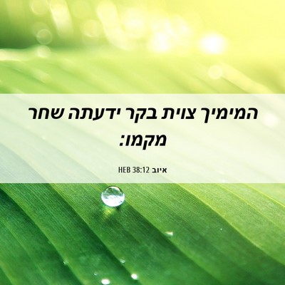 Picture 06 - איוב 38:12 HEB - המימיך צוית בקר ידעתה שחר - Bible Verse Picture