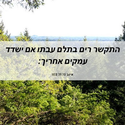 Picture 06 - איוב 39:10 HEB - התקשר רים בתלם עבתו אם ישדד - Bible Verse Picture