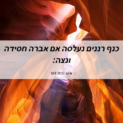 Picture 06 - איוב 39:13 HEB - כנף רננים נעלסה אם אברה - Bible Verse Picture