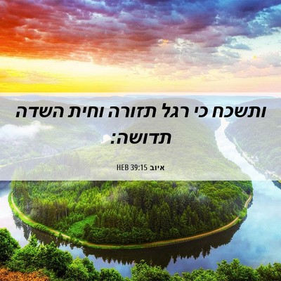 Picture 06 - איוב 39:15 HEB - ותשכח כי רגל תזורה וחית - Bible Verse Picture
