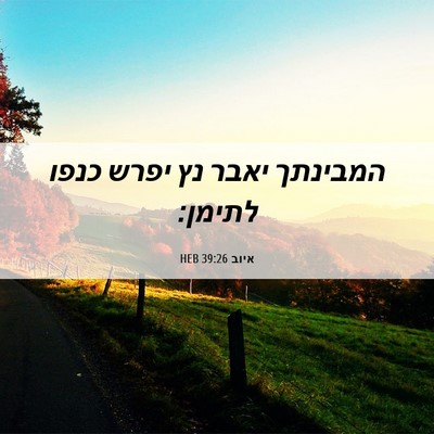Picture 06 - איוב 39:26 HEB - המבינתך יאבר נץ יפרש כנפו - Bible Verse Picture