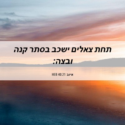 Picture 06 - איוב 40:21 HEB - תחת צאלים ישכב בסתר קנה - Bible Verse Picture