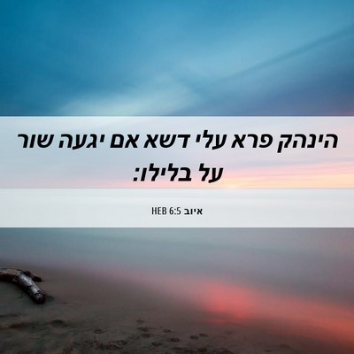 Picture 06 - איוב 6:5 HEB - הינהק פרא עלי דשא אם יגעה - Bible Verse Picture
