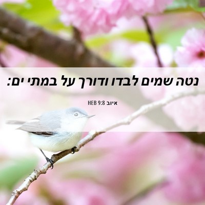 Picture 06 - איוב 9:8 HEB - נטה שמים לבדו ודורך על במתי - Bible Verse Picture