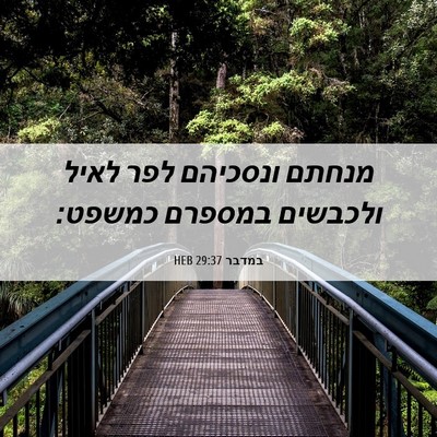 Picture 06 - במדבר 29:37 HEB - מנחתם ונסכיהם לפר לאיל - Bible Verse Picture