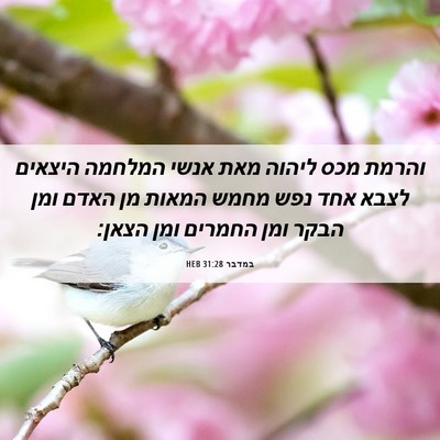 Picture 06 - במדבר 31:28 HEB - והרמת מכס ליהוה מאת אנשי - Bible Verse Picture