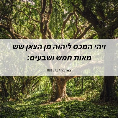Picture 06 - במדבר 31:37 HEB - ויהי המכס ליהוה מן הצאן שש - Bible Verse Picture