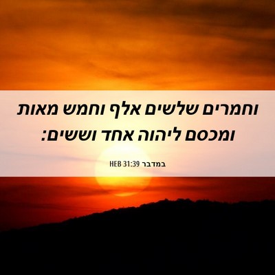 Picture 06 - במדבר 31:39 HEB - וחמרים שלשים אלף וחמש מאות - Bible Verse Picture
