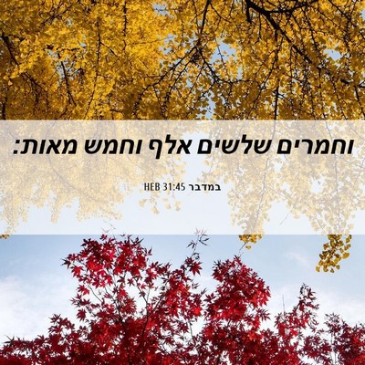 Picture 06 - במדבר 31:45 HEB - וחמרים שלשים אלף וחמש - Bible Verse Picture