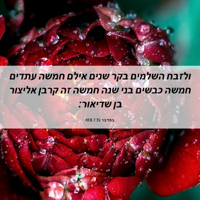 Picture 06 - במדבר 7:35 HEB - ולזבח השלמים בקר שנים אילם - Bible Verse Picture
