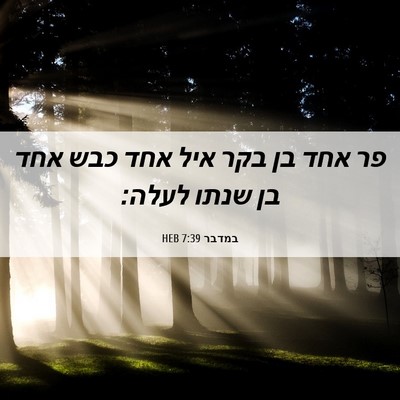 Picture 06 - במדבר 7:39 HEB - פר אחד בן בקר איל אחד כבש - Bible Verse Picture