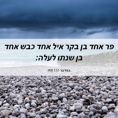 Picture 06 - במדבר 7:51 HEB - פר אחד בן בקר איל אחד כבש - Bible Verse Picture